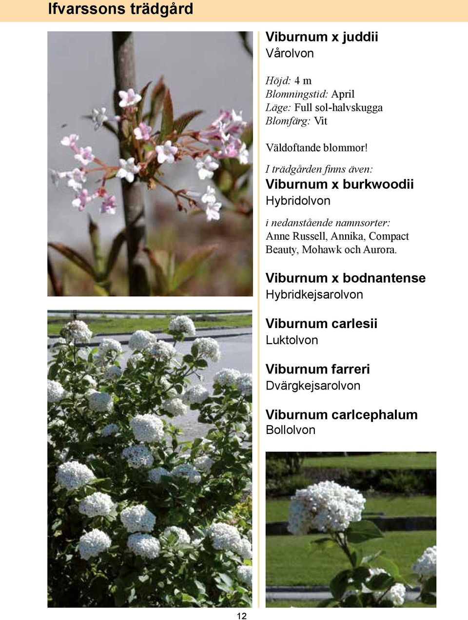 I trädgården finns även: Viburnum x burkwoodii Hybridolvon i nedanstående namnsorter: Anne Russell,