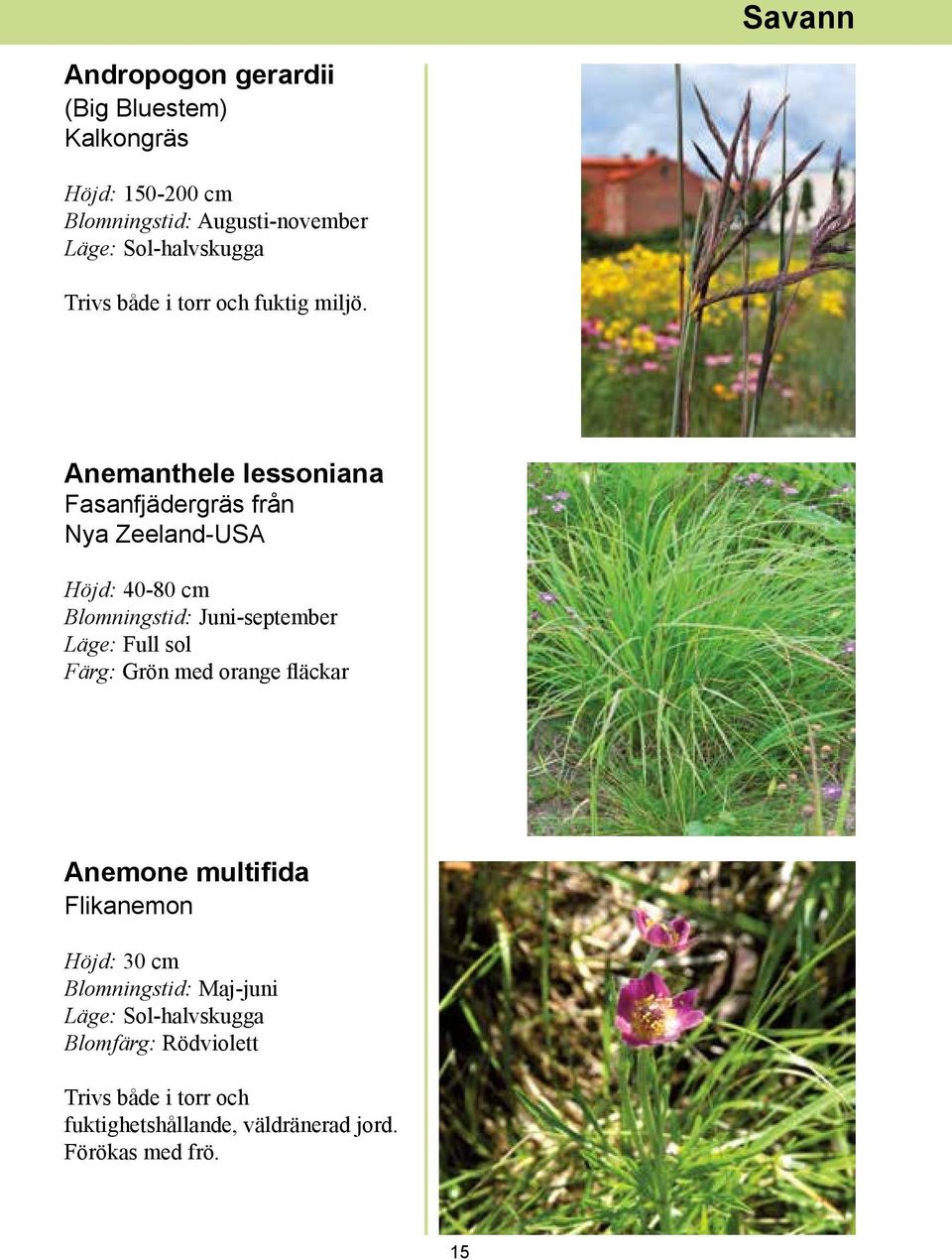Anemanthele lessoniana Fasanfjädergräs från Nya Zeeland-USA Höjd: 40-80 cm Blomningstid: Juni-september Läge: