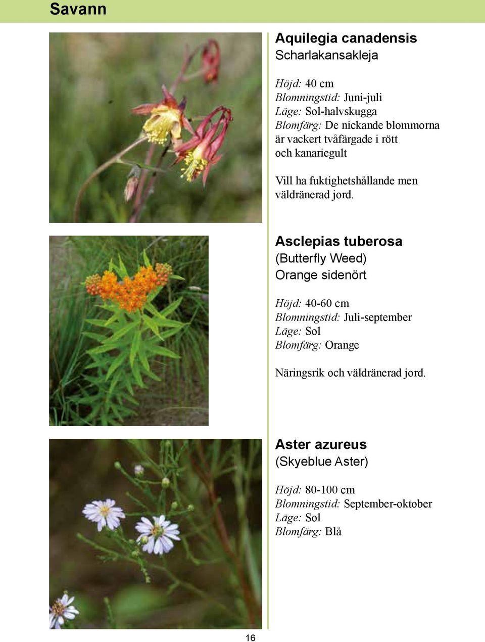 Asclepias tuberosa (Butterfly Weed) Orange sidenört Höjd: 40-60 cm Blomningstid: Juli-september Läge: Sol Blomfärg: