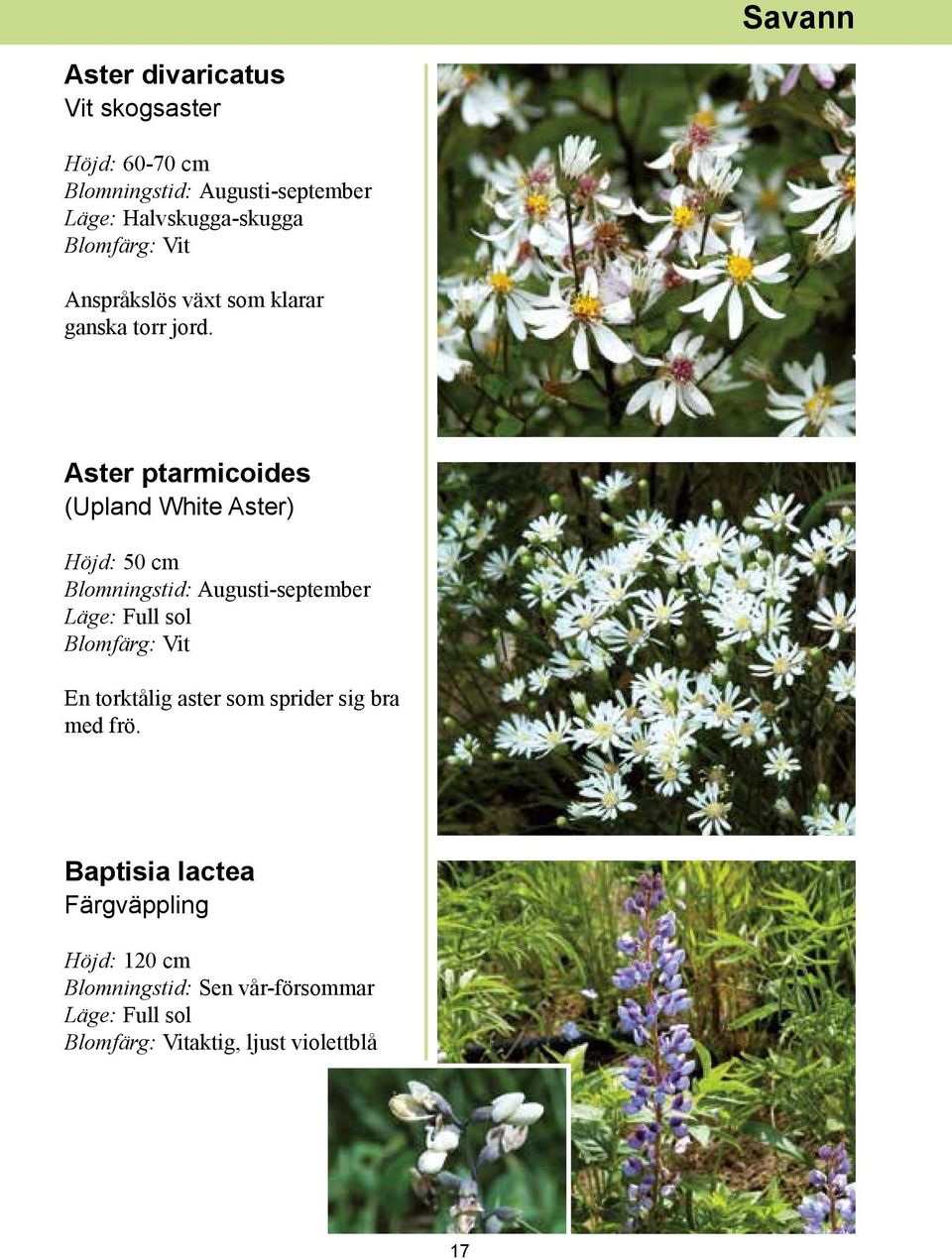 Aster ptarmicoides (Upland White Aster) Höjd: 50 cm Blomningstid: Augusti-september Läge: Full sol Blomfärg: Vit