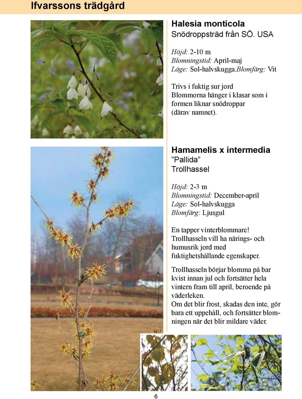 Hamamelis x intermedia Pallida Trollhassel Höjd: 2-3 m Blomningstid: December-april Blomfärg: Ljusgul En tapper vinterblommare!