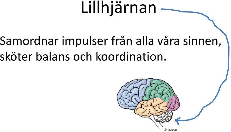 våra sinnen, sköter