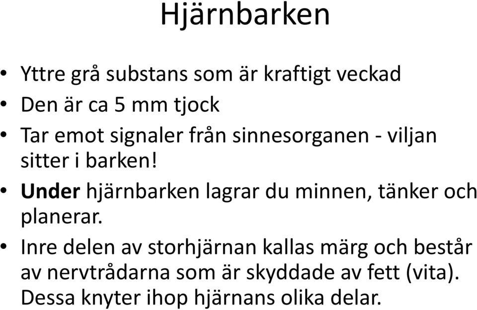 Under hjärnbarken lagrar du minnen, tänker och planerar.