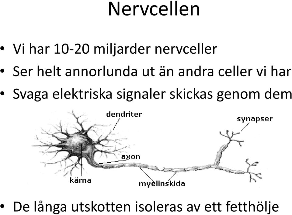 har Svaga elektriska signaler skickas genom