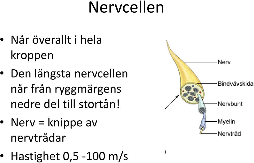 ryggmärgens nedre del till stortån!