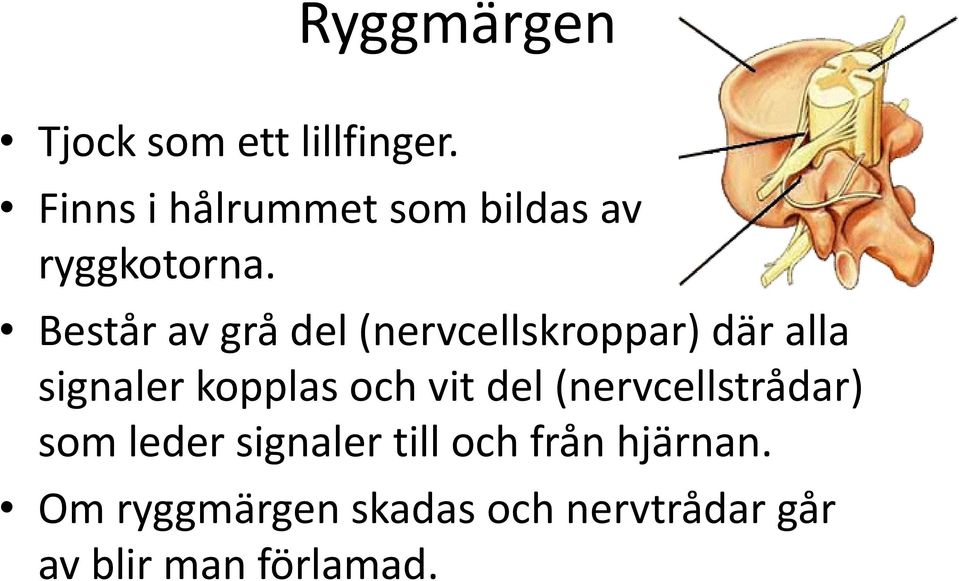 Består av grå del (nervcellskroppar) där alla signaler kopplas och