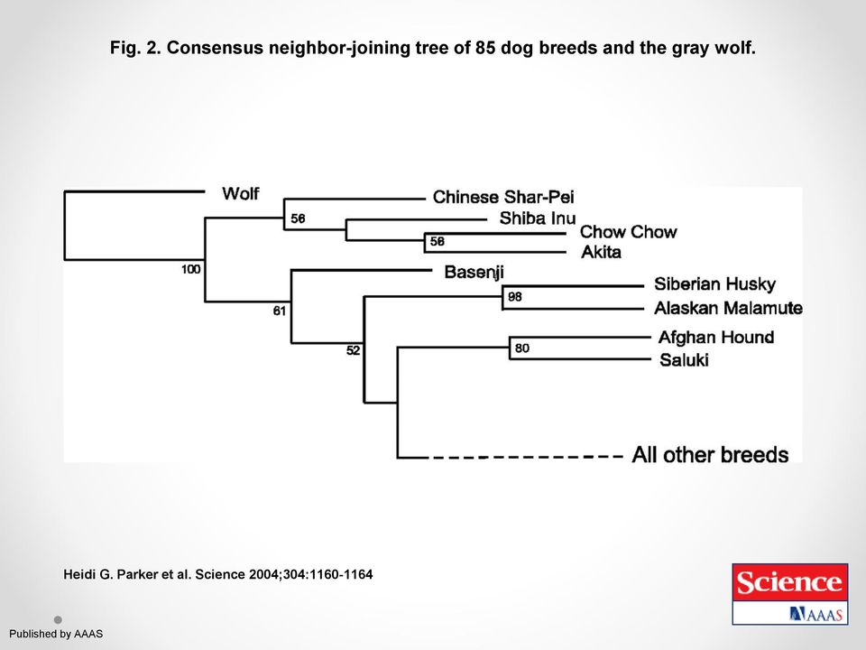 85 dog breeds and the gray wolf.