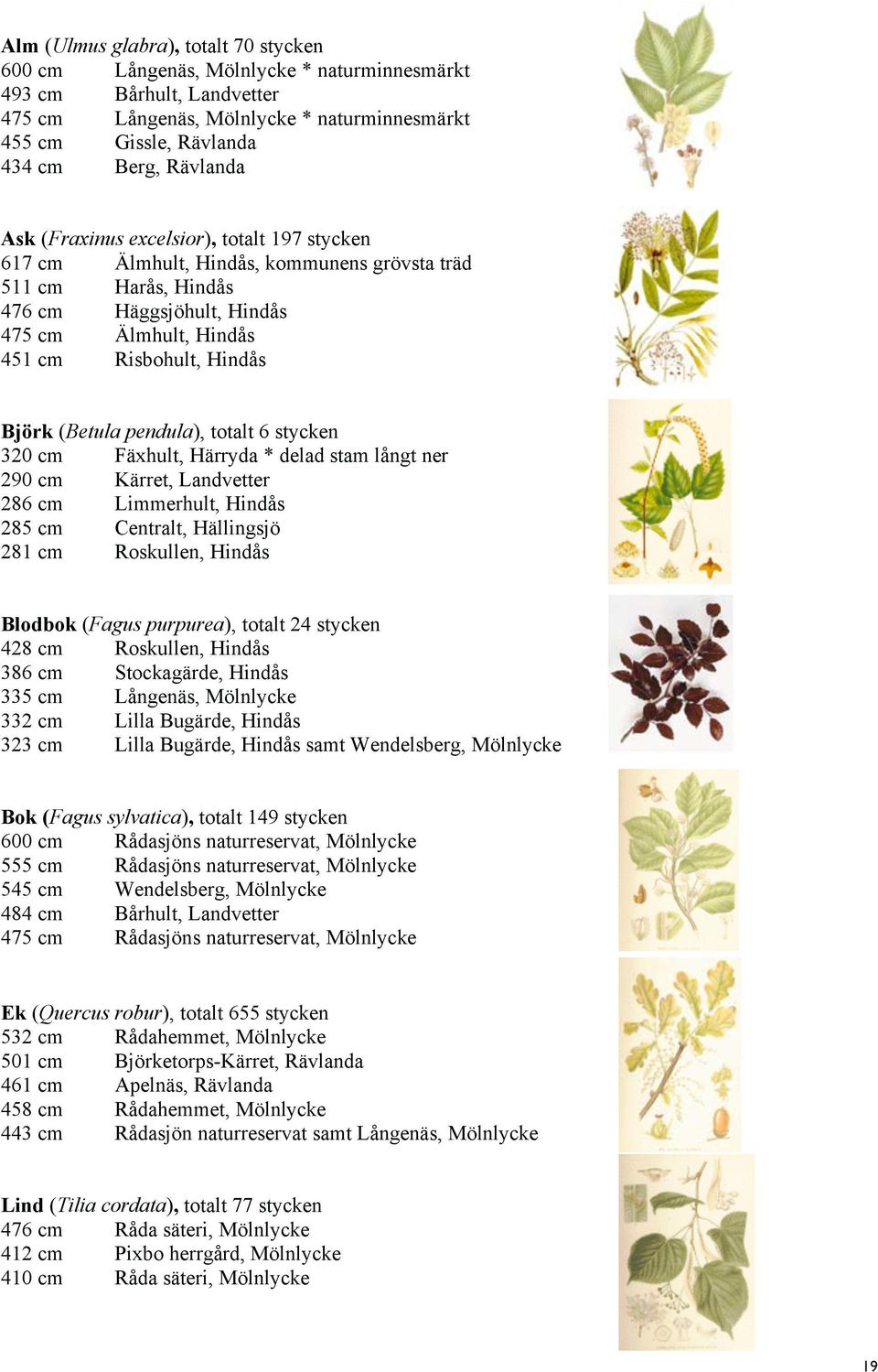 Björk (Betula pendula), totalt 6 stycken 320 cm Fäxhult, Härryda * delad stam långt ner 290 cm Kärret, Landvetter 286 cm Limmerhult, Hindås 285 cm Centralt, Hällingsjö 281 cm Roskullen, Hindås