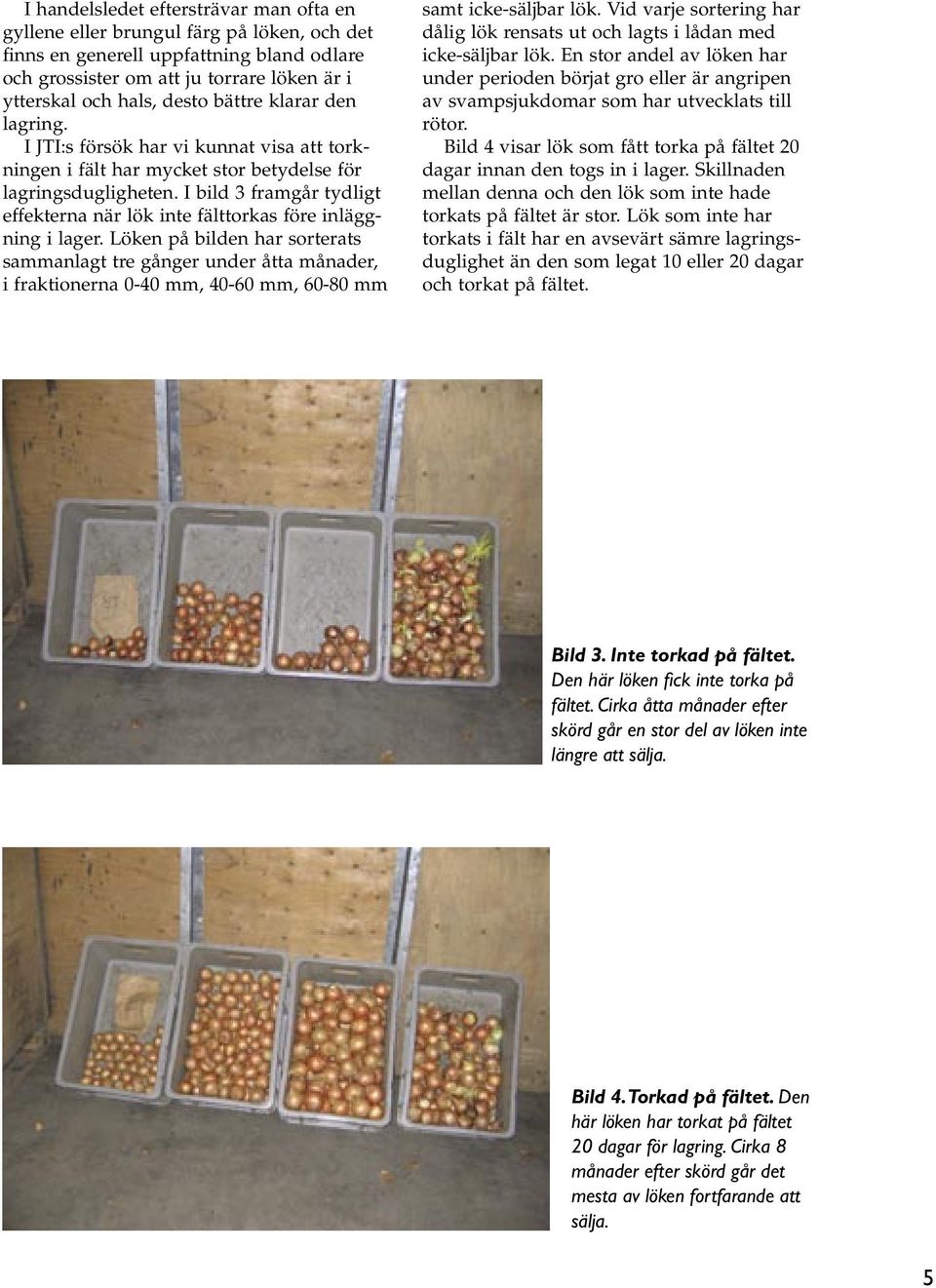 I bild 3 framgår tydligt effekterna när lök inte fälttorkas före inläggning i lager.