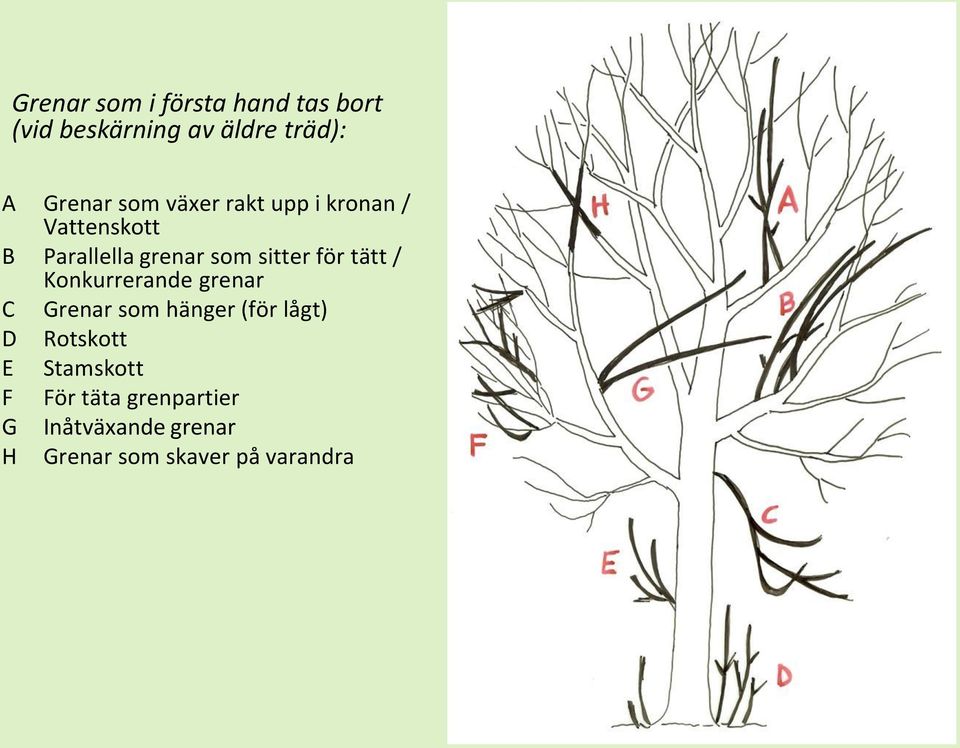 tätt / Konkurrerande grenar C Grenar som hänger (för lågt) D Rotskott E