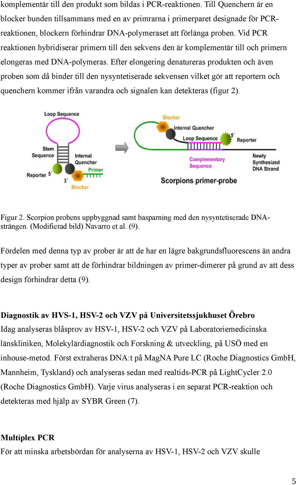 Vid PCR reaktionen hybridiserar primern till den sekvens den är komplementär till och primern elongeras med DNA-polymeras.