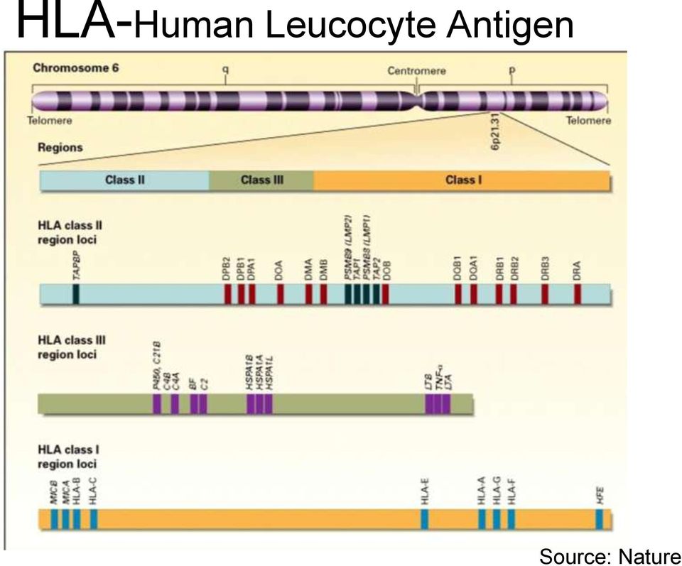 Antigen