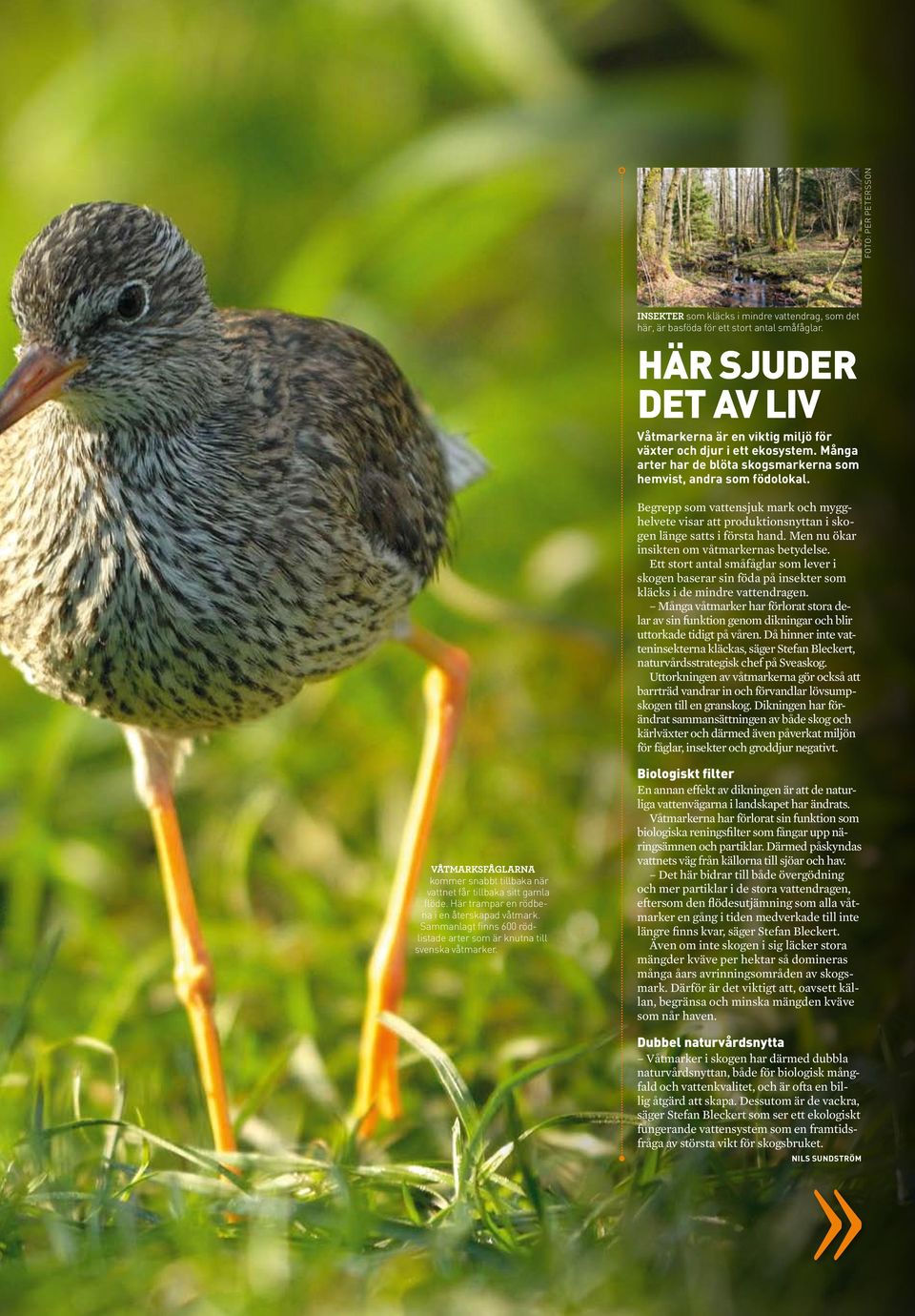 Begrepp som vattensjuk mark och mygghelvete visar att produktionsnyttan i skogen länge satts i första hand. Men nu ökar insikten om våtmarkernas betydelse.