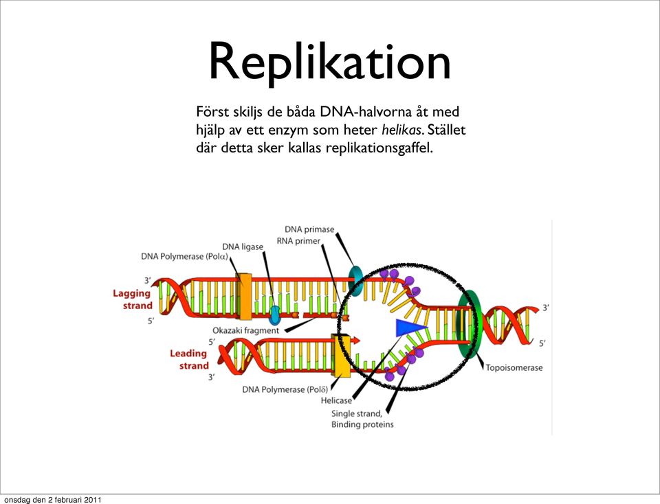 enzym som heter helikas.