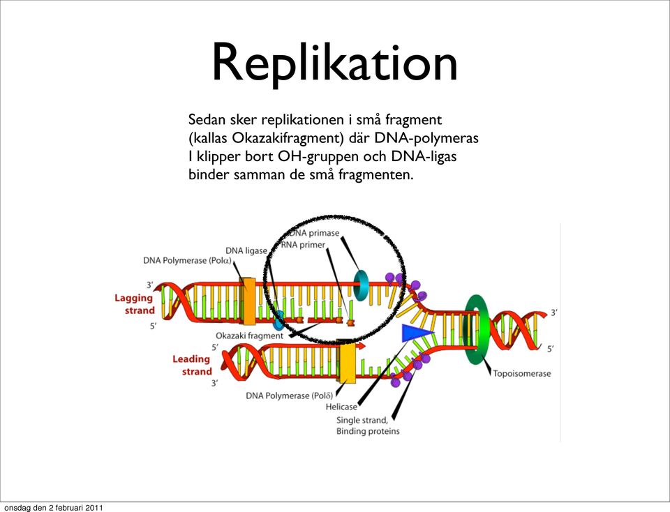 DNA-polymeras I klipper bort OH-gruppen