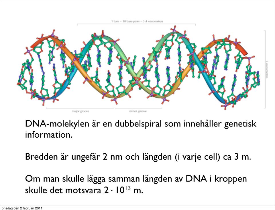 Bredden är ungefär 2 nm och längden (i varje cell)