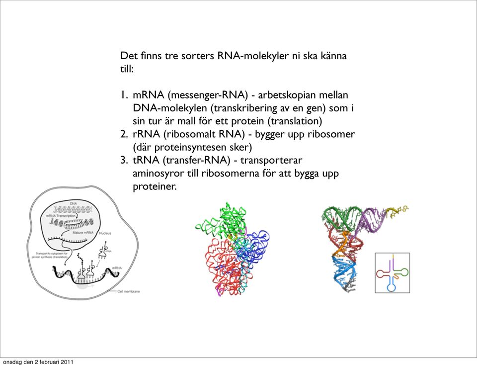 sin tur är mall för ett protein (translation) 2.