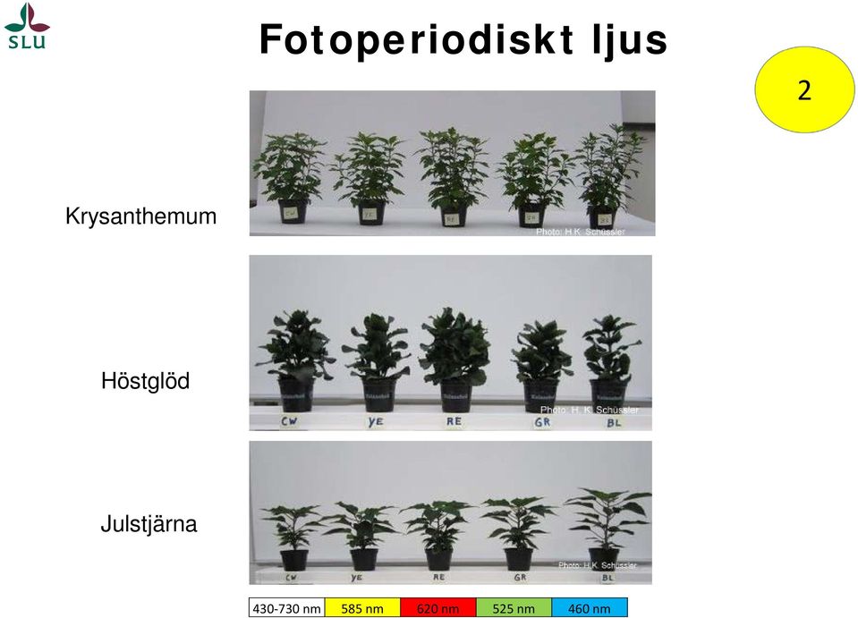 Julstjärna 430-730 nm