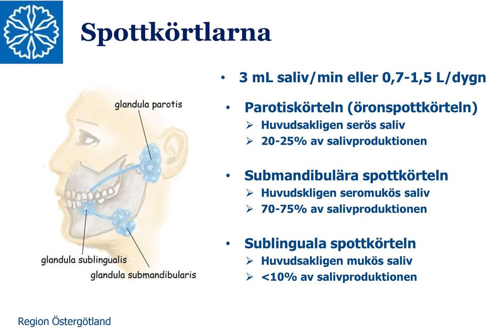 Submandibulära spottkörteln Huvudskligen seromukös saliv 70-75% av