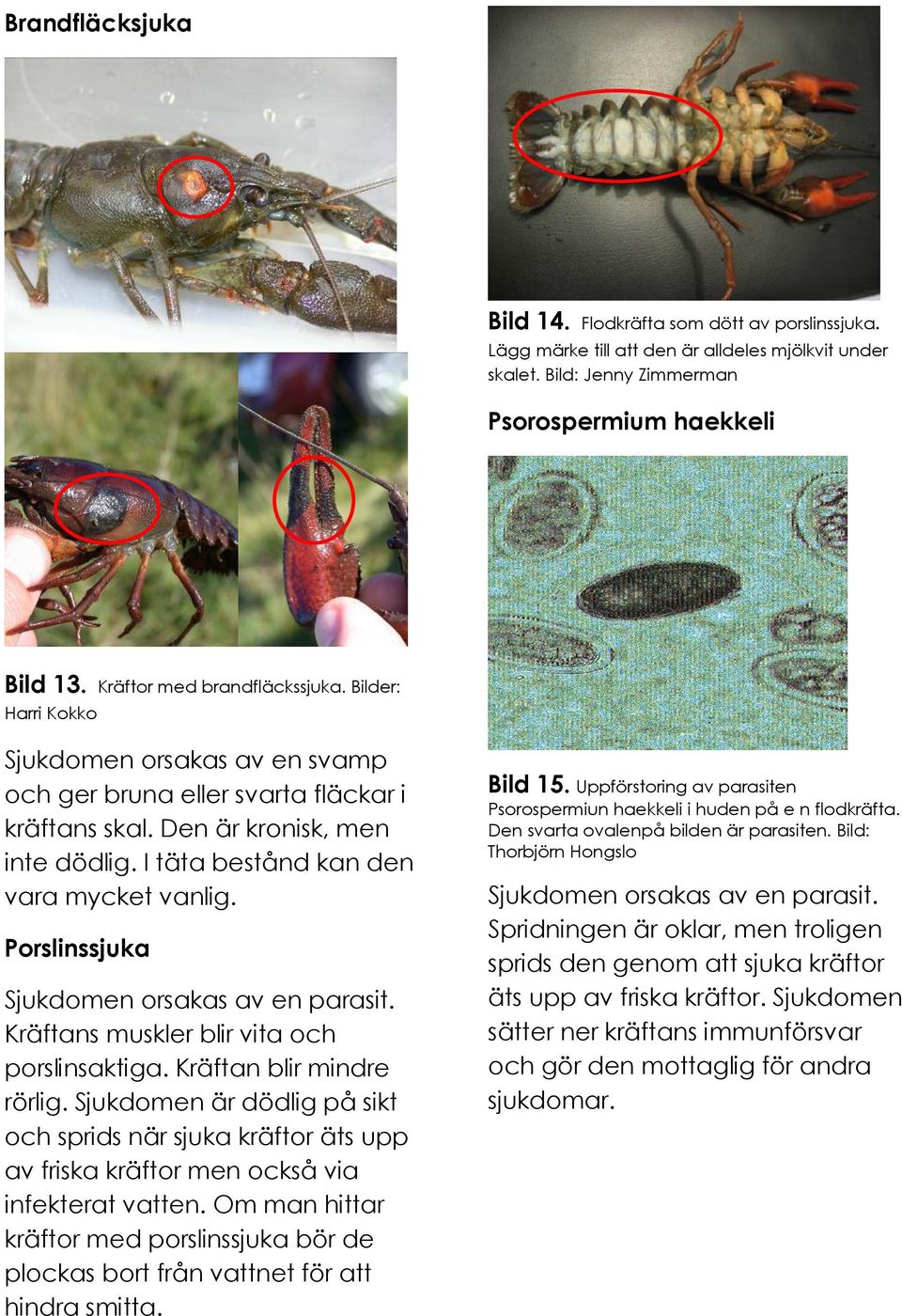 I täta bestånd kan den vara mycket vanlig. Porslinssjuka Sjukdomen orsakas av en parasit. Kräftans muskler blir vita och porslinsaktiga. Kräftan blir mindre rörlig.