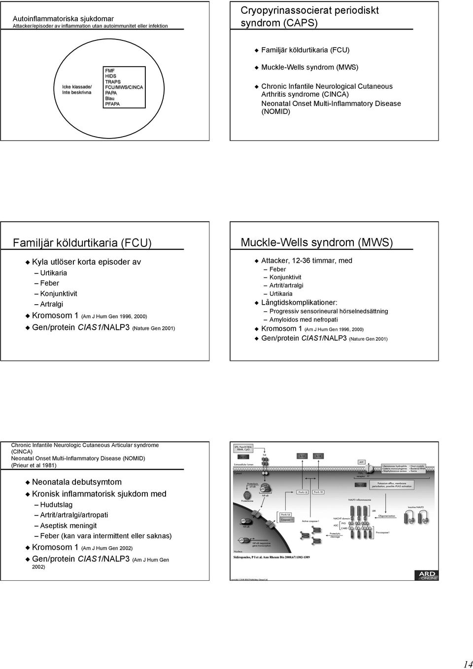 Familjär köldurtikaria (FCU) Kyla utlöser korta episoder av Urtikaria Feber Konjunktivit Artralgi Kromosom 1 (Am J Hum Gen 1996, 2000) Gen/protein CIAS1/NALP3 (Nature Gen 2001) Muckle-Wells syndrom