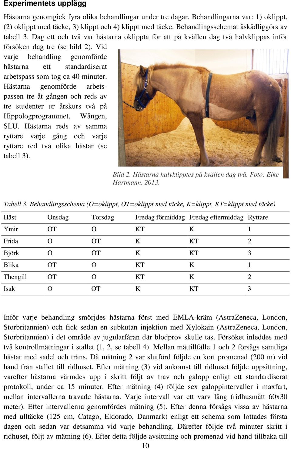 Vid varje behandling genomförde hästarna ett standardiserat arbetspass som tog ca 40 minuter.