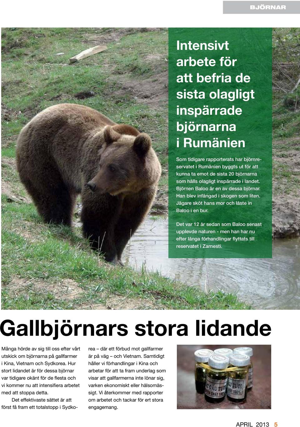 Det var 12 år sedan som Baloo senast upplevde naturen - men han har nu efter långa förhandlingar flyttats till reservatet i Zarnesti.