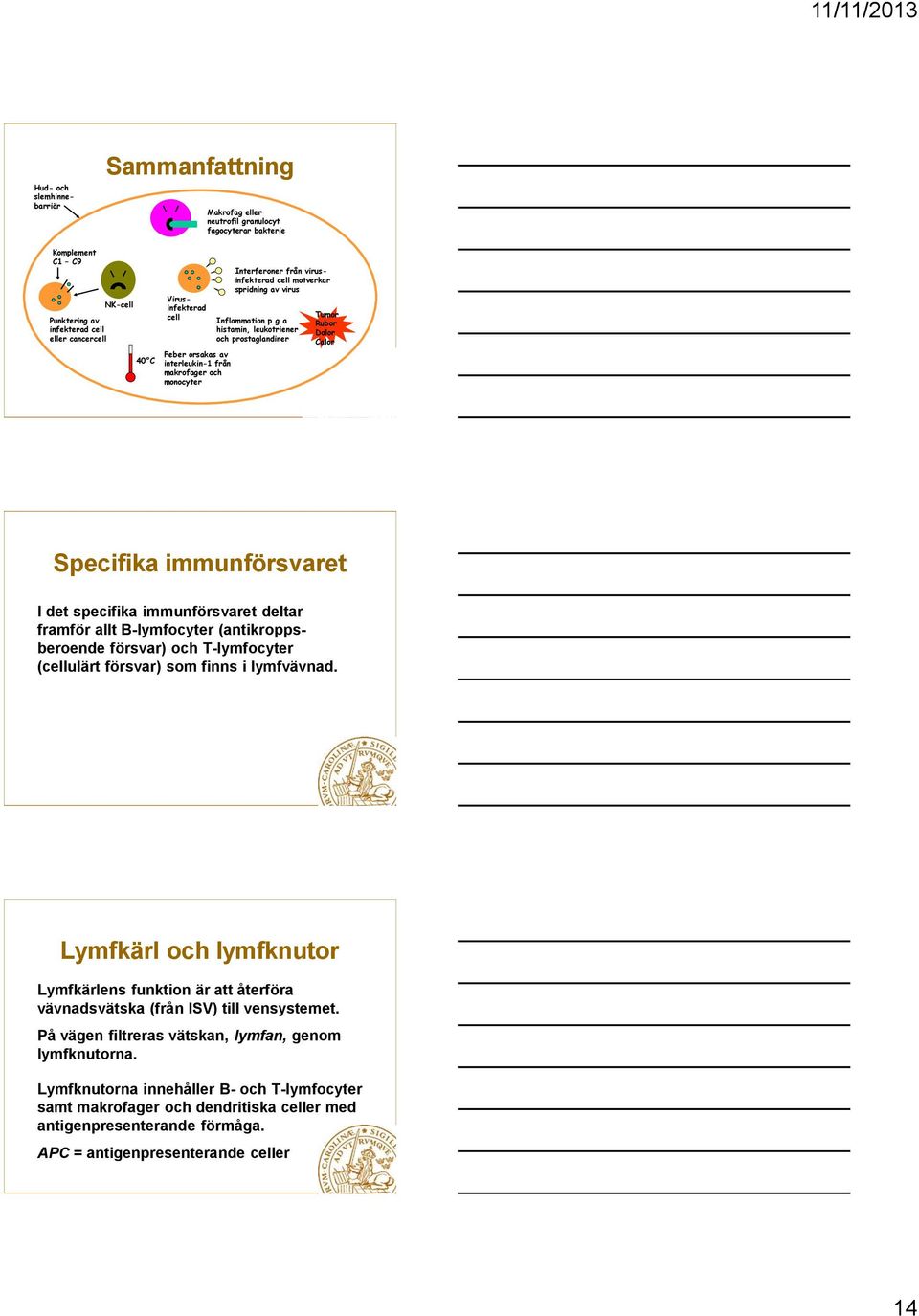 Rubor Dolor Calor Specifika immunförsvaret I det specifika immunförsvaret deltar framför allt B-lymfocyter (antikroppsberoende försvar) och T-lymfocyter (cellulärt försvar) som finns i lymfvävnad.