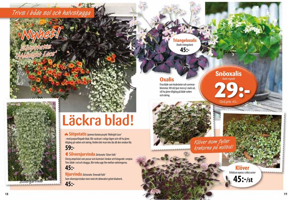 45:- Njurvinda Dichondra Emerald Falls Som silvernjurvindan men med ett dekorativt grönt bladverk. 45:- Snöoxalis Oxalis regnelli 29:- Ord.pris 45:- Läckra blad!