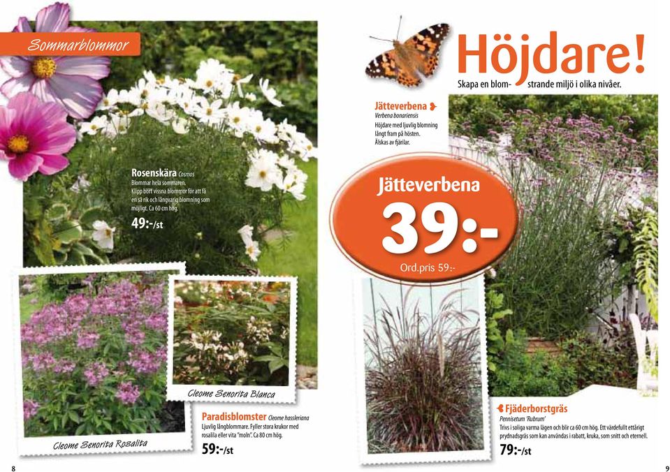 pris 59:- Cleome Senorita Rosalita Cleome Senorita Blanca Paradisblomster Cleome hassleriana Ljuvlig långblommare. Fyller stora krukor med rosalila eller vita moln. Ca 80 cm hög.