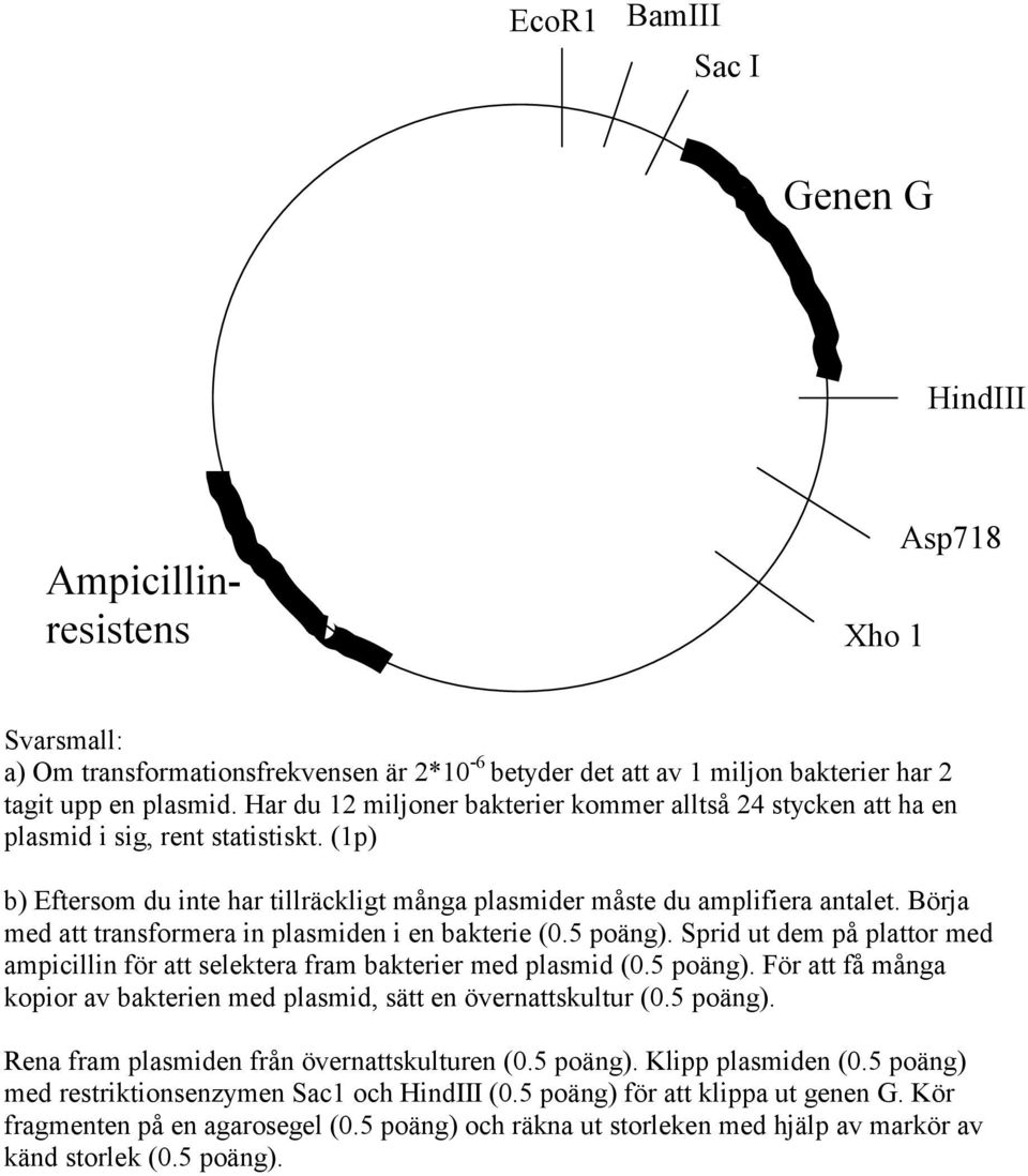 Börja med att transformera in plasmiden i en bakterie (0.5 poäng). Sprid ut dem på plattor med ampicillin för att selektera fram bakterier med plasmid (0.5 poäng). För att få många kopior av bakterien med plasmid, sätt en övernattskultur (0.