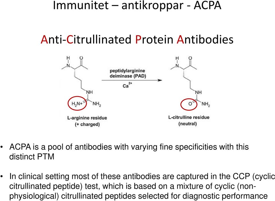 of these antibodies are captured in the CCP (cyclic citrullinated peptide) test, which is