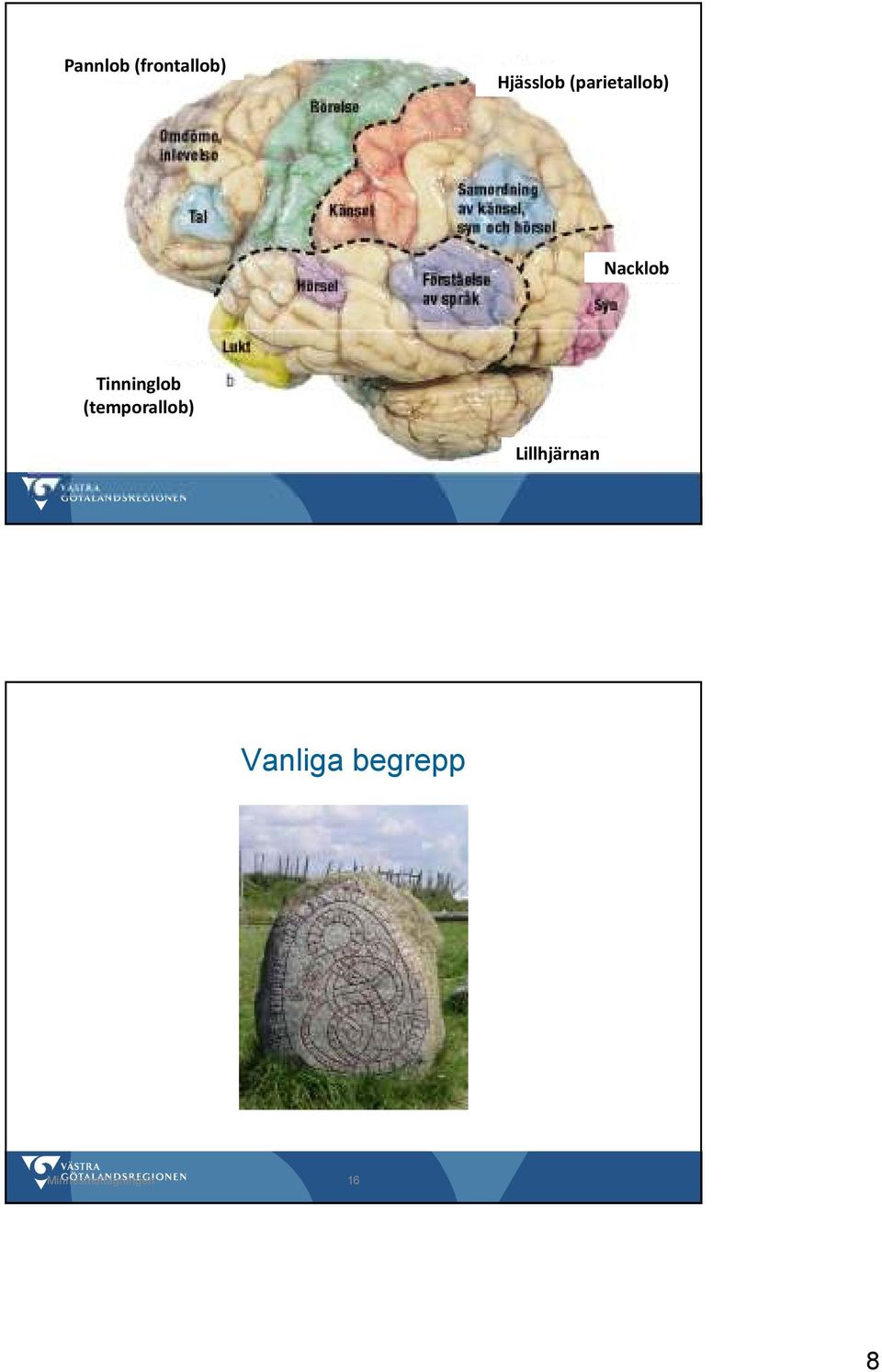 Tinninglob (temporallob)