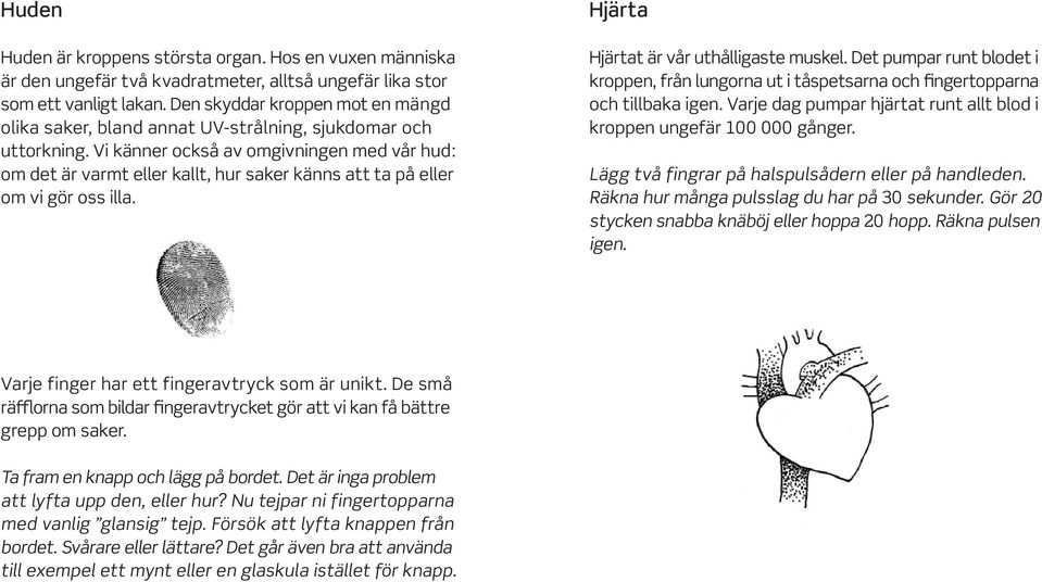 Vi känner också av omgivningen med vår hud : om det är varmt eller kallt, hur saker känns att ta på eller om vi gör oss illa. Hjärta Hjärtat är vår uthålligaste muskel.