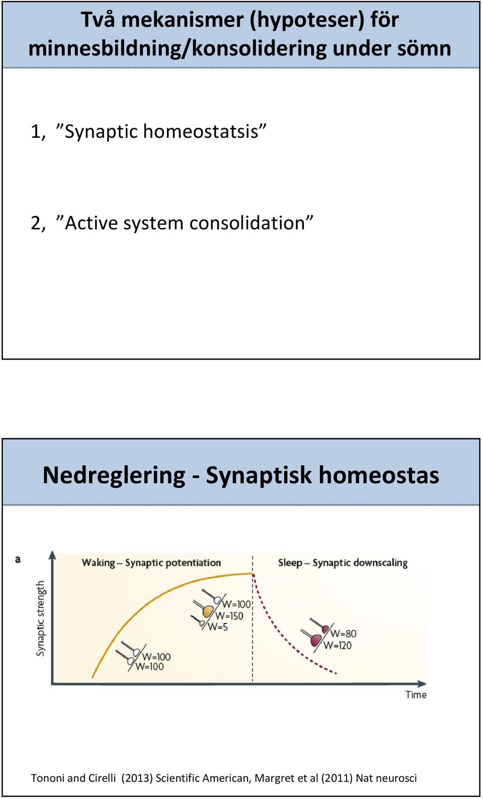 consolidation Nedreglering - Synaptisk homeostas Tononi and