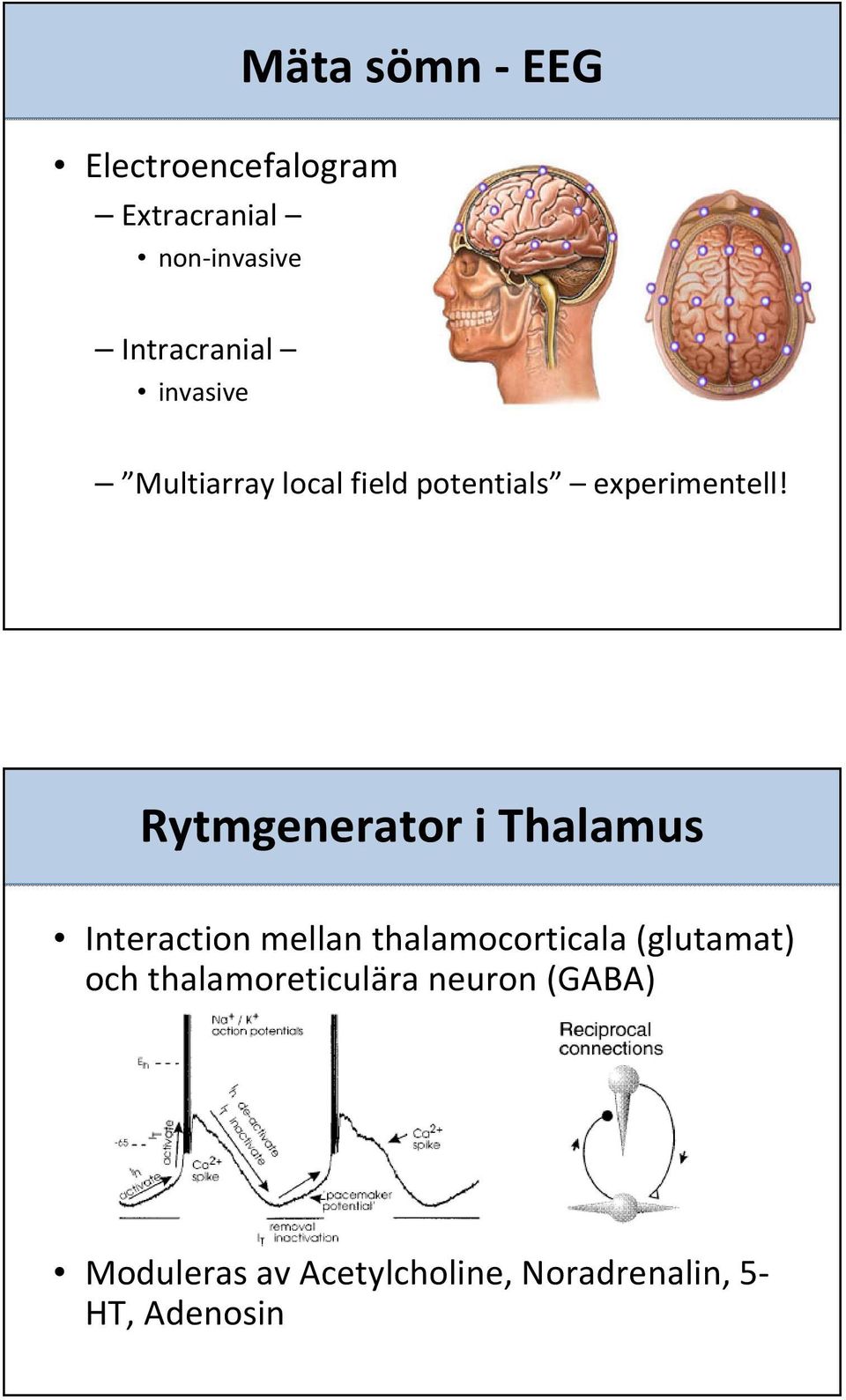 Rytmgenerator i Thalamus Interaction mellan thalamocorticala (glutamat)