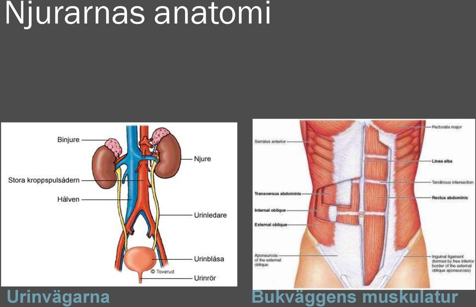 Urinvägarna