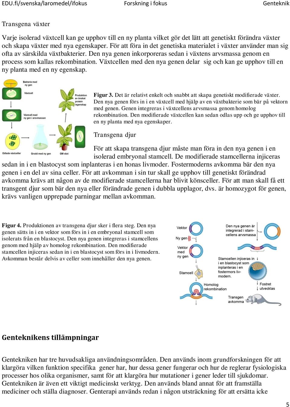 Växtcellen med den nya genen delar sig och kan ge upphov till en ny planta med en ny egenskap. Figur 3. Det är relativt enkelt och snabbt att skapa genetiskt modifierade växter.