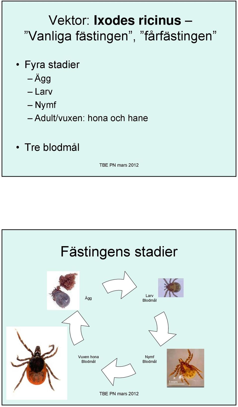 Adult/vuxen: hona och hane Tre blodmål