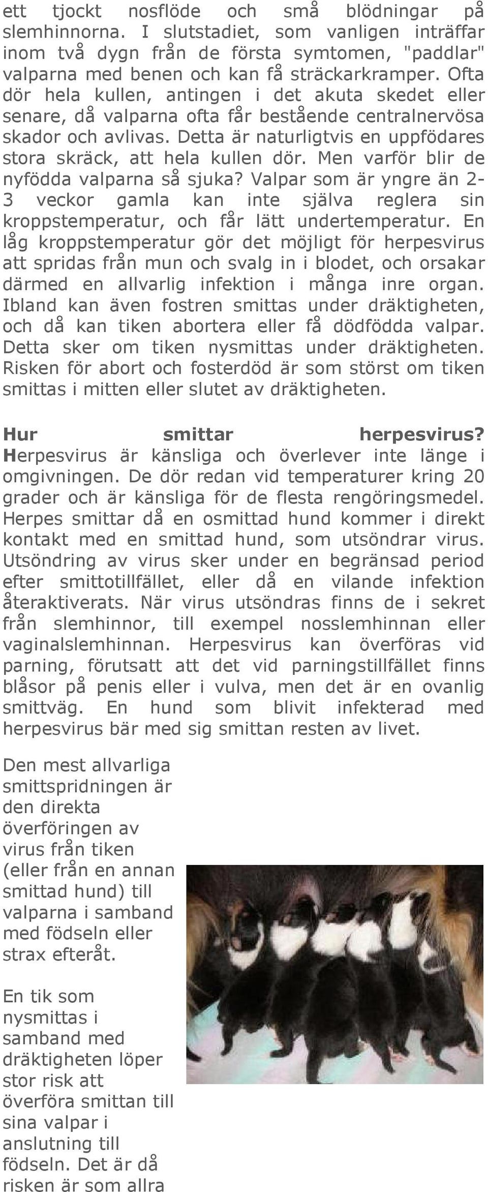 Men varför blir de nyfödda valparna så sjuka? Valpar som är yngre än 2-3 veckor gamla kan inte själva reglera sin kroppstemperatur, och får lätt undertemperatur.