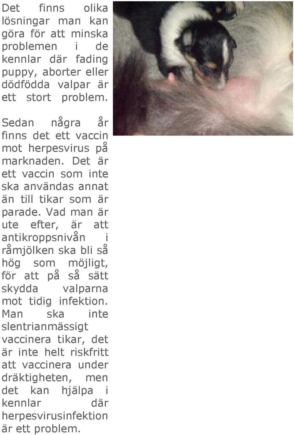 Vad man är ute efter, är att antikroppsnivån i råmjölken ska bli så hög som möjligt, för att på så sätt skydda valparna mot tidig infektion.