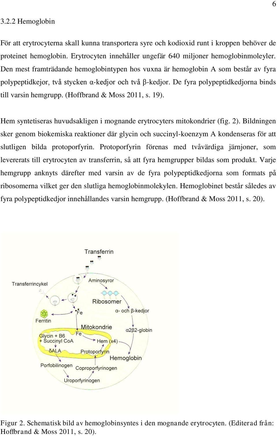 (Hoffbrand & Moss 2011, s. 19). Hem syntetiseras huvudsakligen i mognande erytrocyters mitokondrier (fig. 2).
