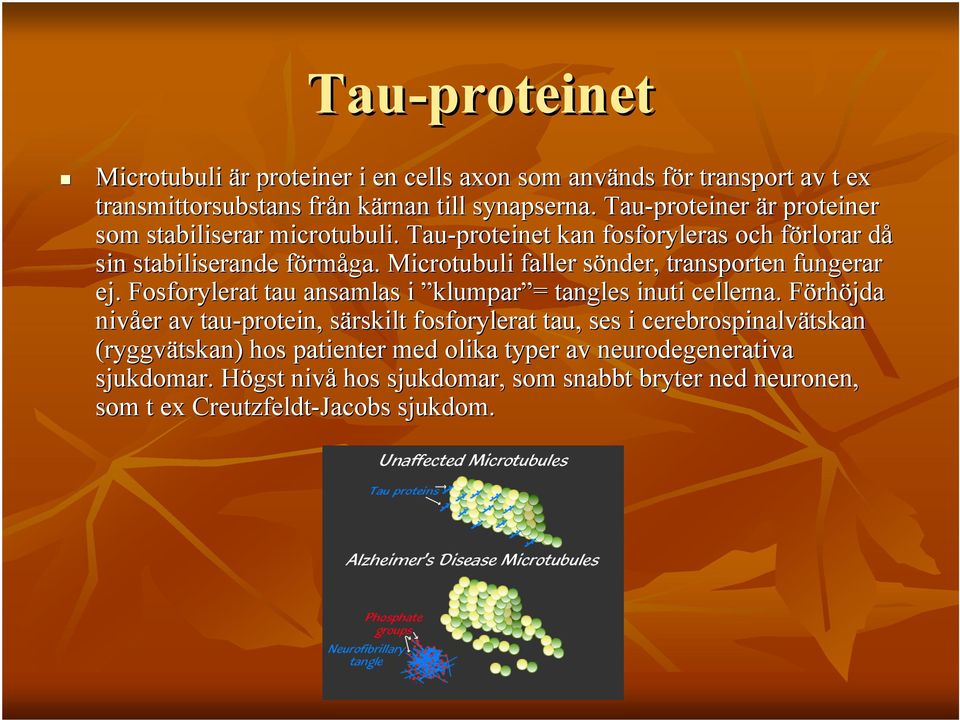 Microtubuli faller sönder, s transporten fungerar ej. Fosforylerat tau ansamlas i klumpar = tangles inuti cellerna.