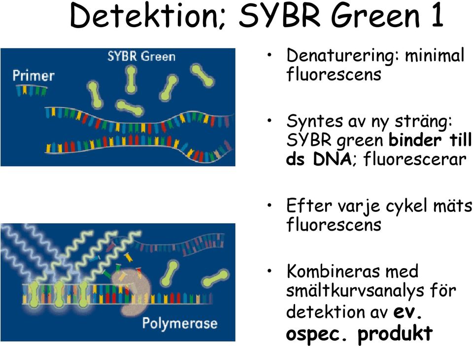 ds DNA; fluorescerar Efter varje cykel mäts fluorescens