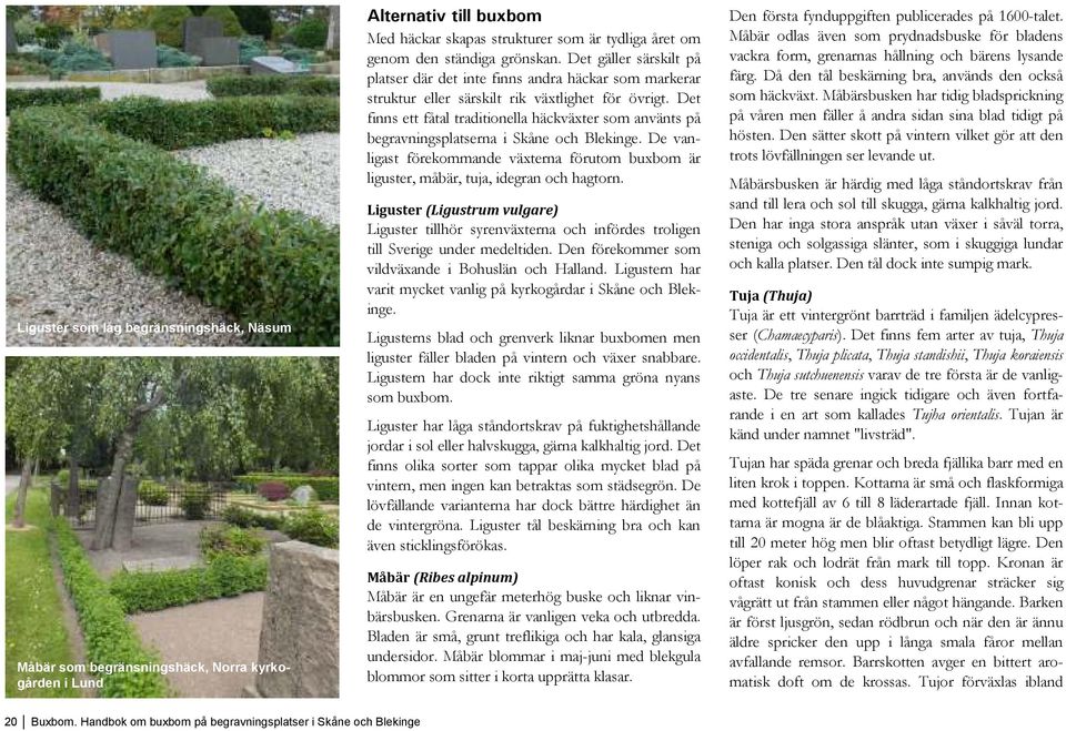 Det finns ett fåtal traditionella häckväxter som använts på begravningsplatserna i Skåne och Blekinge. De vanligast förekommande växterna förutom buxbom är liguster, måbär, tuja, idegran och hagtorn.