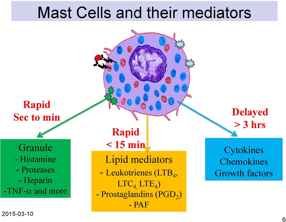 Lipid mediators - Leukotrienes (LTB 4, LTC 4, LTE 4 ) -