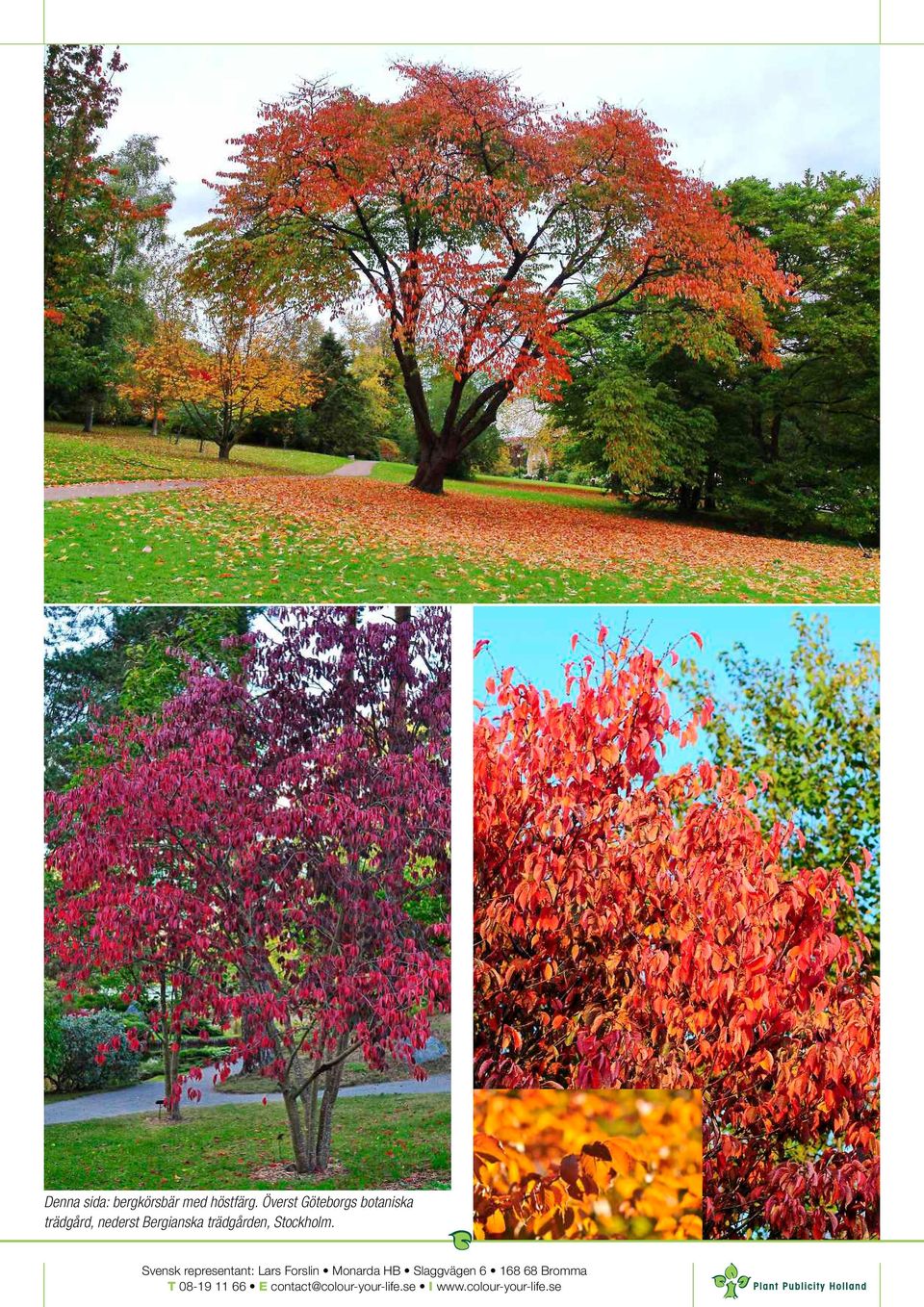 Överst Göteborgs botaniska