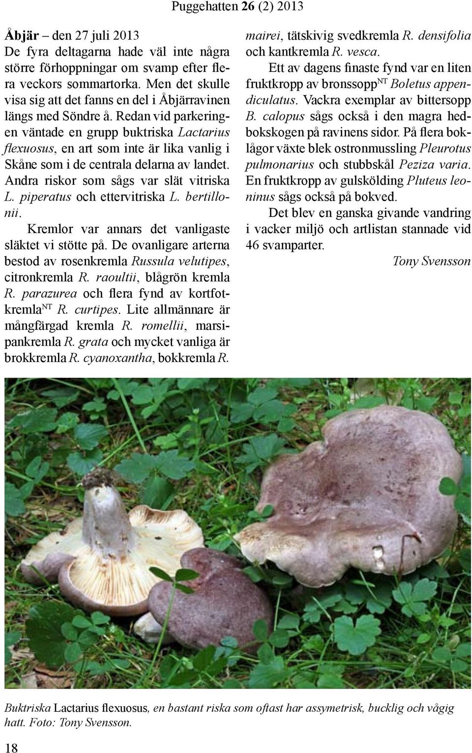 Redan vid parkeringen väntade en grupp buktriska Lactarius flexuosus, en art som inte är lika vanlig i Skåne som i de centrala delarna av landet. Andra riskor som sågs var slät vitriska L.