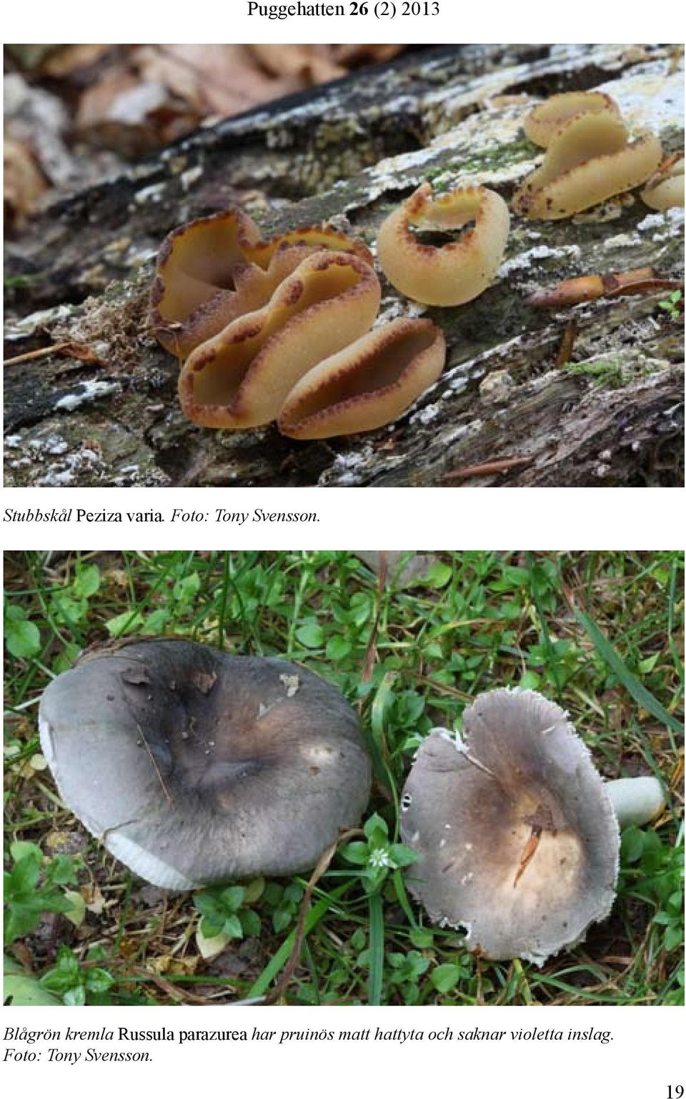 Blågrön kremla Russula parazurea har