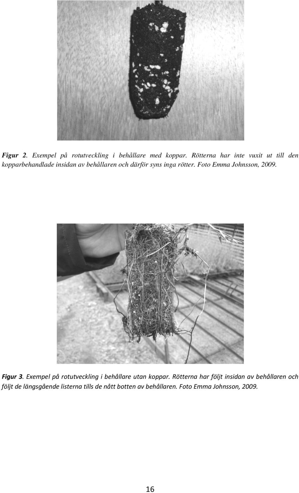 rötter. Foto Emma Johnsson, 2009. Figur 3. Exempel på rotutveckling i behållare utan koppar.